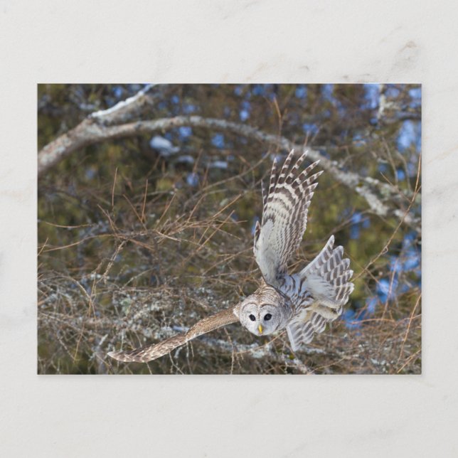 Great Grey Owl Flying Postcard (Front)