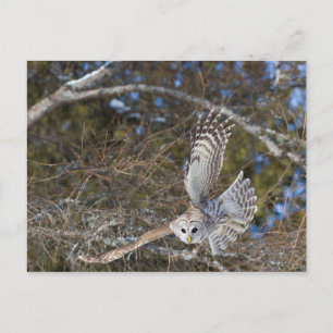 Great Grey Owl Flying Postcard