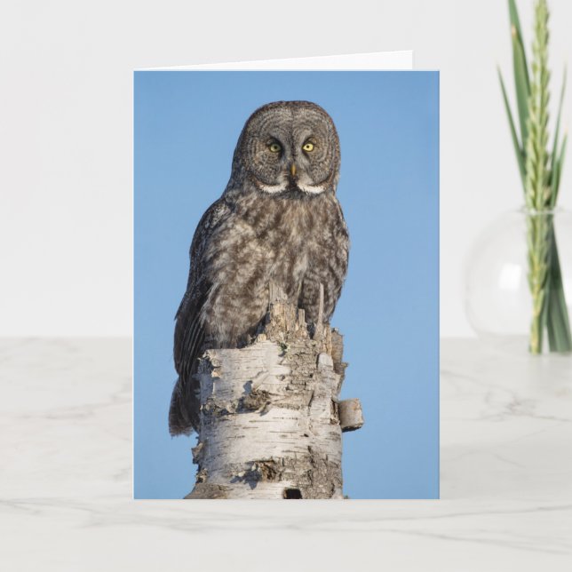 Great Grey Owl Greeting Card (Front)