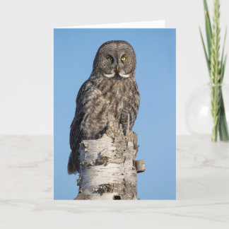 Great Grey Owl Greeting Card