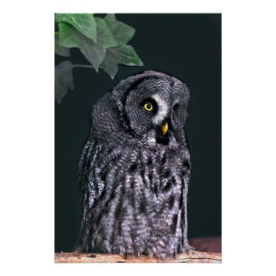 Great Grey Owl Halloween Wildlife Art Poster