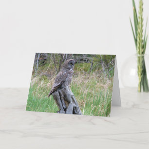 Great Grey Owl in the Wild Card