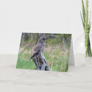 Great Grey Owl in the Wild Card