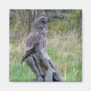 Great Grey Owl in the Wild Magnet