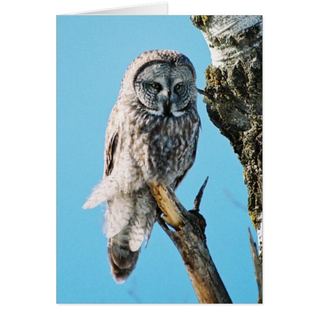 Great Grey Owl in Tree 3 Card (Front)