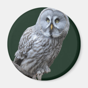 Great Grey Owl Magnet