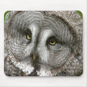 Great Grey Owl Mouse Pad