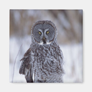 Great Grey Owl near Pine City MN, Magnet