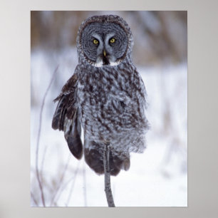 Great Grey Owl near Pine City MN, Poster