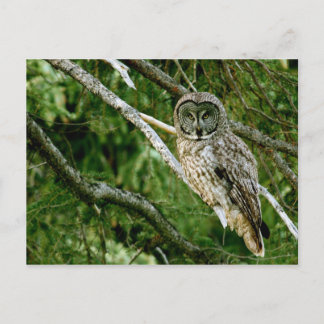 Great Grey Owl Post Card