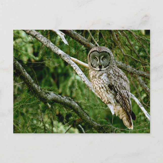 Great Grey Owl Post Card (Front)