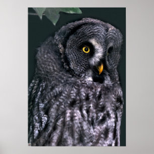 Great Grey Owl Poster