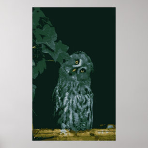 Great Grey Owl Poster