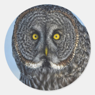 Great Grey Owl Wildlife Raptor Photo Classic Round Sticker
