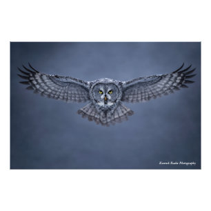 Great Grey Owl Wingspan Wildlife Art Print