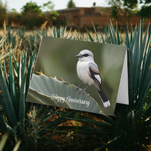 Great grey shirke perched on Agave leaf  Card