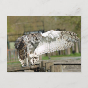 Great Horn Owl Flying 4 Postcard