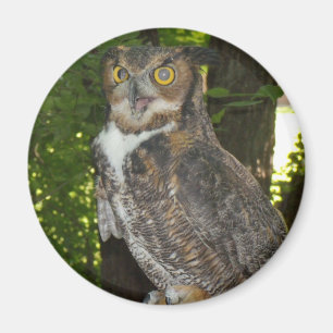 Great horn owl magnet