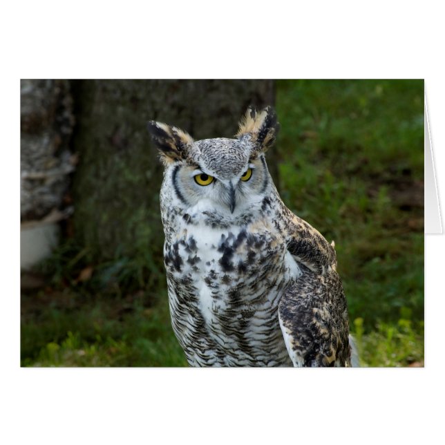 Great Horned Owl (Front Horizontal)
