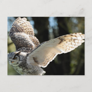 Great Horned Owl 10 Postcard