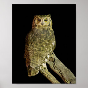 Great Horned Owl at Night Poster