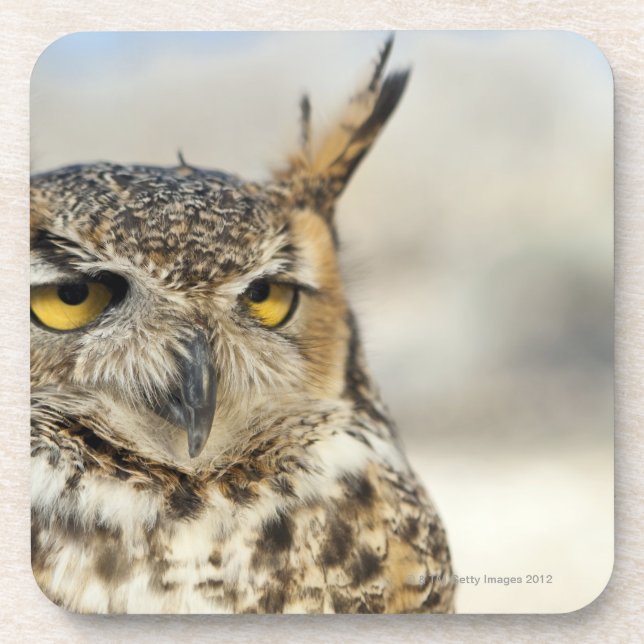 Great Horned Owl (Bubo virginianus), captive Coaster (Front)