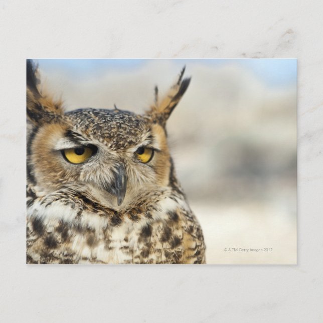 Great Horned Owl (Bubo virginianus), captive Postcard (Front)