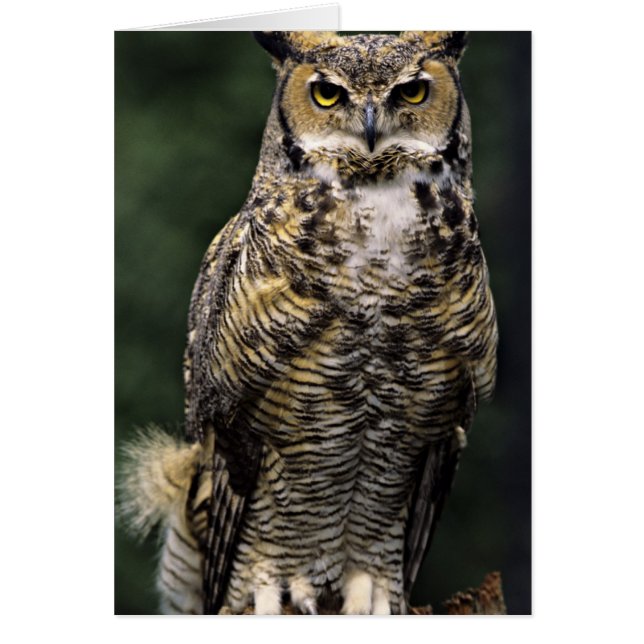 Great Horned Owl (Bubo virginianus), full body (Front)