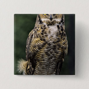Great Horned Owl (Bubo virginianus), full body 15 Cm Square Badge