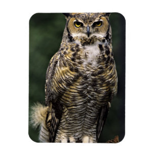 Great Horned Owl (Bubo virginianus), full body Magnet