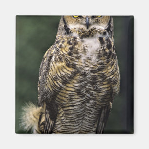 Great Horned Owl (Bubo virginianus), full body Magnet