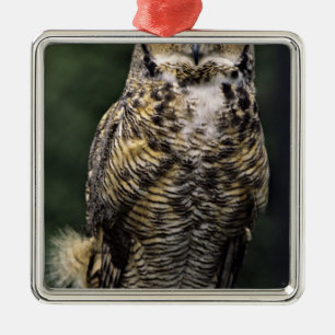 Great Horned Owl (Bubo virginianus), full body Metal Tree Decoration