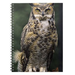 Great Horned Owl (Bubo virginianus), full body Notebook