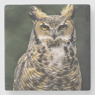 Great Horned Owl (Bubo virginianus), full body Stone Coaster