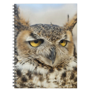 Great Horned Owl (Bubo virginianus) Notebook