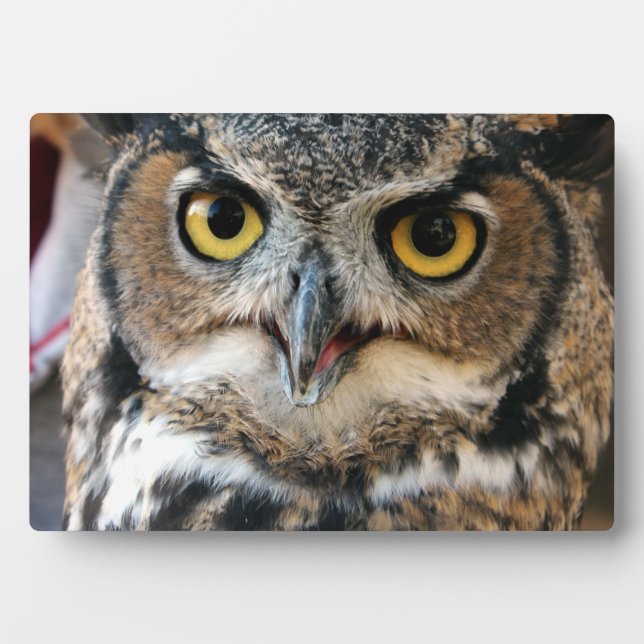 Great Horned Owl (Bubo virginianus) Plaque (Front)