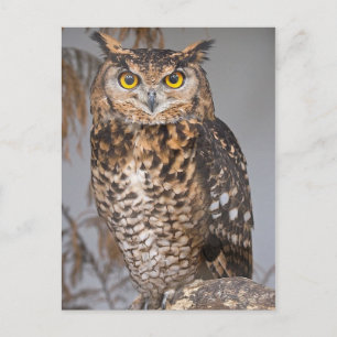 Great Horned Owl (Bubo virginianus) Postcard