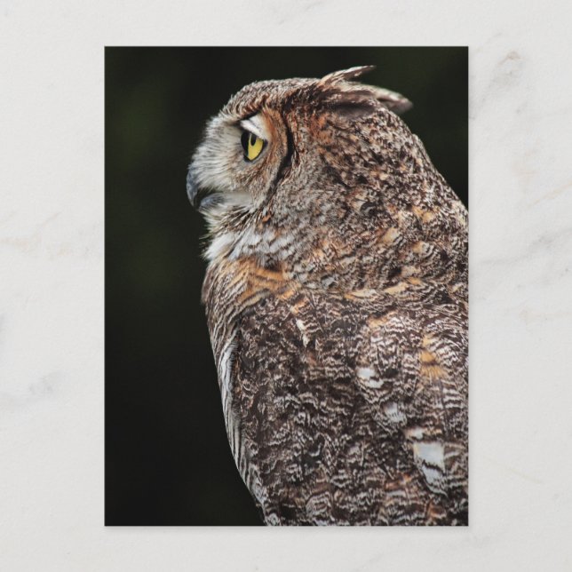 Great Horned Owl (Bubo virginianus) postcard (Front)