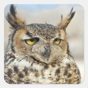 Great Horned Owl (Bubo virginianus) Square Sticker