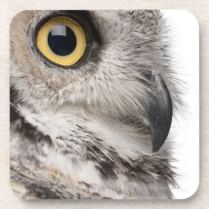 Great Horned Owl - Bubo Virginianus Subarcticus Coaster