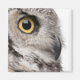 Great Horned Owl - Bubo Virginianus Subarcticus Magnet