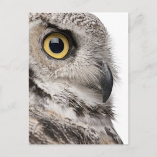 Great Horned Owl - Bubo Virginianus Subarcticus Postcard