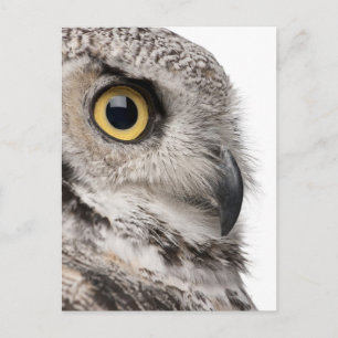 Great Horned Owl - Bubo Virginianus Subarcticus Postcard