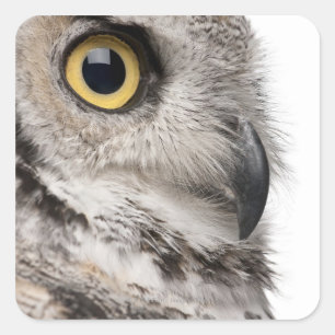 Great Horned Owl - Bubo Virginianus Subarcticus Square Sticker