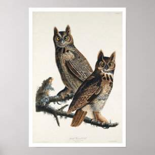 Great Horned Owl by Audubon Poster