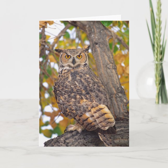Great Horned Owl Card (Front)
