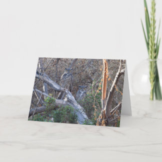 Great Horned Owl Card