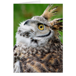 Great Horned Owl Card