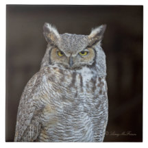 Great Horned Owl