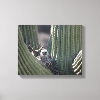 Great Horned Owl Chick Canvas Print